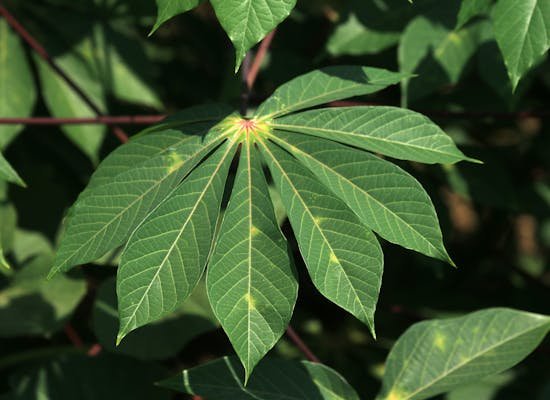 Igbo traditional medicinal plants