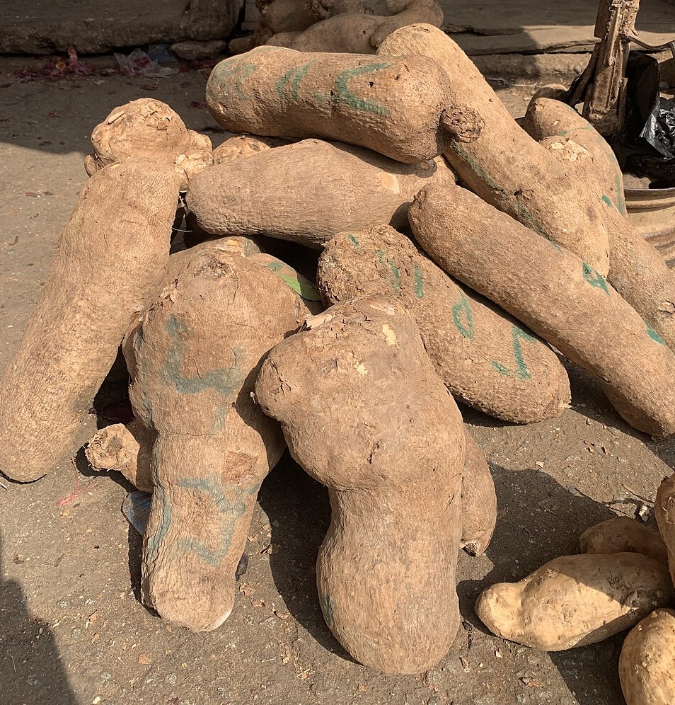 igbo tubers