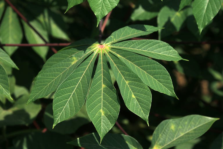 Igbo traditional medicinal plants